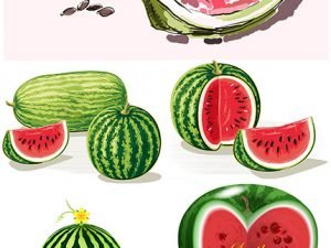 Water-Melon Natural Fresh Juicy And Ripe Illustration