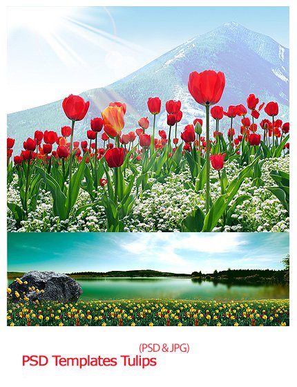 psd templates tulips