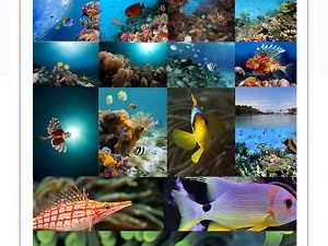 Amazing Shutterstock Underwater Collection