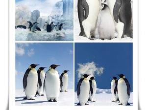 Emperor Penguins