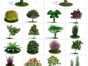 Archmodels Vol 61. 62 Models Of Plants Exotic Plants
