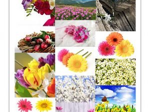 Shutterstock Flowers