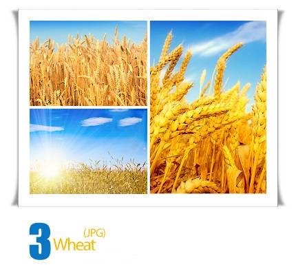 Wheat 02