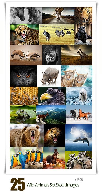 Wild Animals Set Stock images