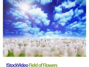 IStockVideo Field Of Flowers