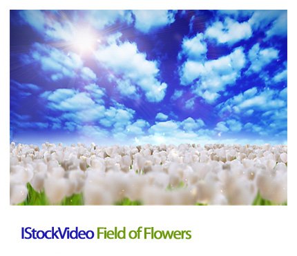 IStockVideo Field Of Flowers