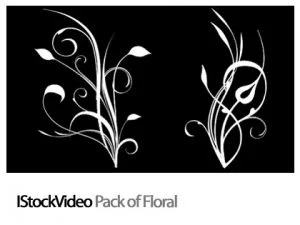 IStockVideo Pack Of Floral