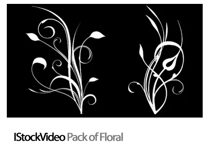 IStockVideo Pack Of Floral