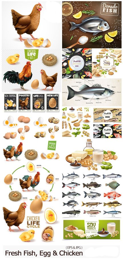 Fresh Fish And Egg And Chicken Realistic Illustrations