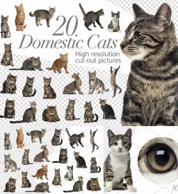 20 Domestic Cats Cut out Pictures