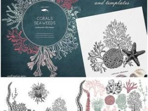 Vintage Seaweeds Illustration
