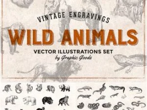 Wild Animals Engravings